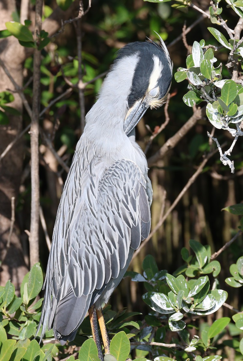 シラガゴイ - ML646694708