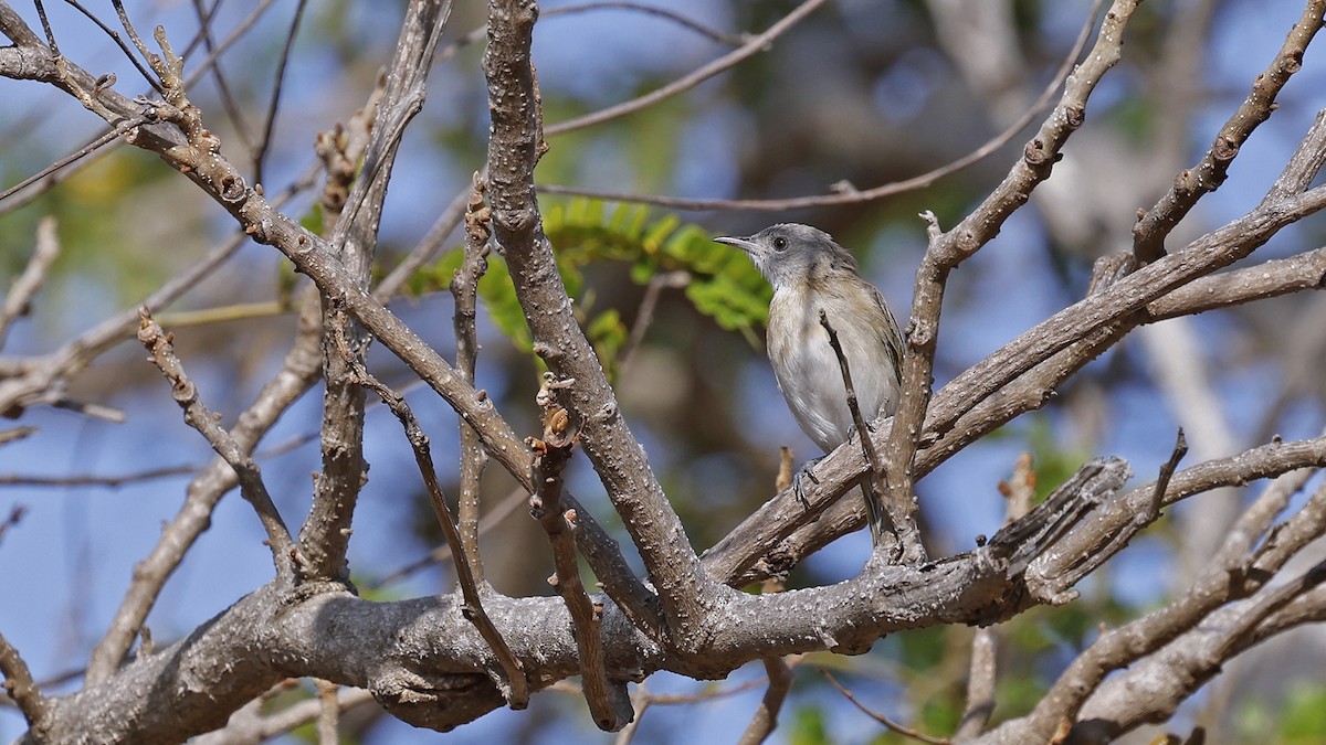 Rufous-banded Honeyeater - ML646694709