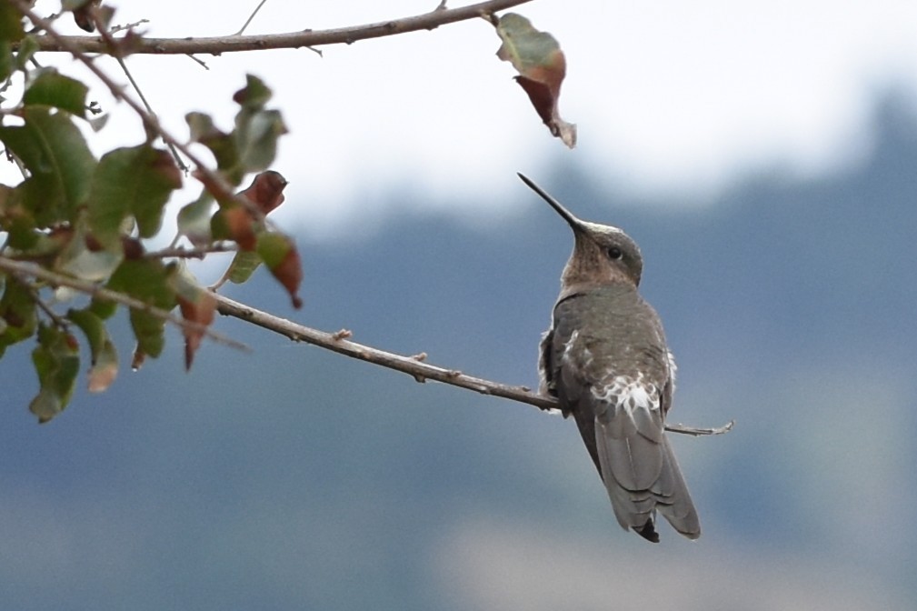 Giant Hummingbird - ML646694711