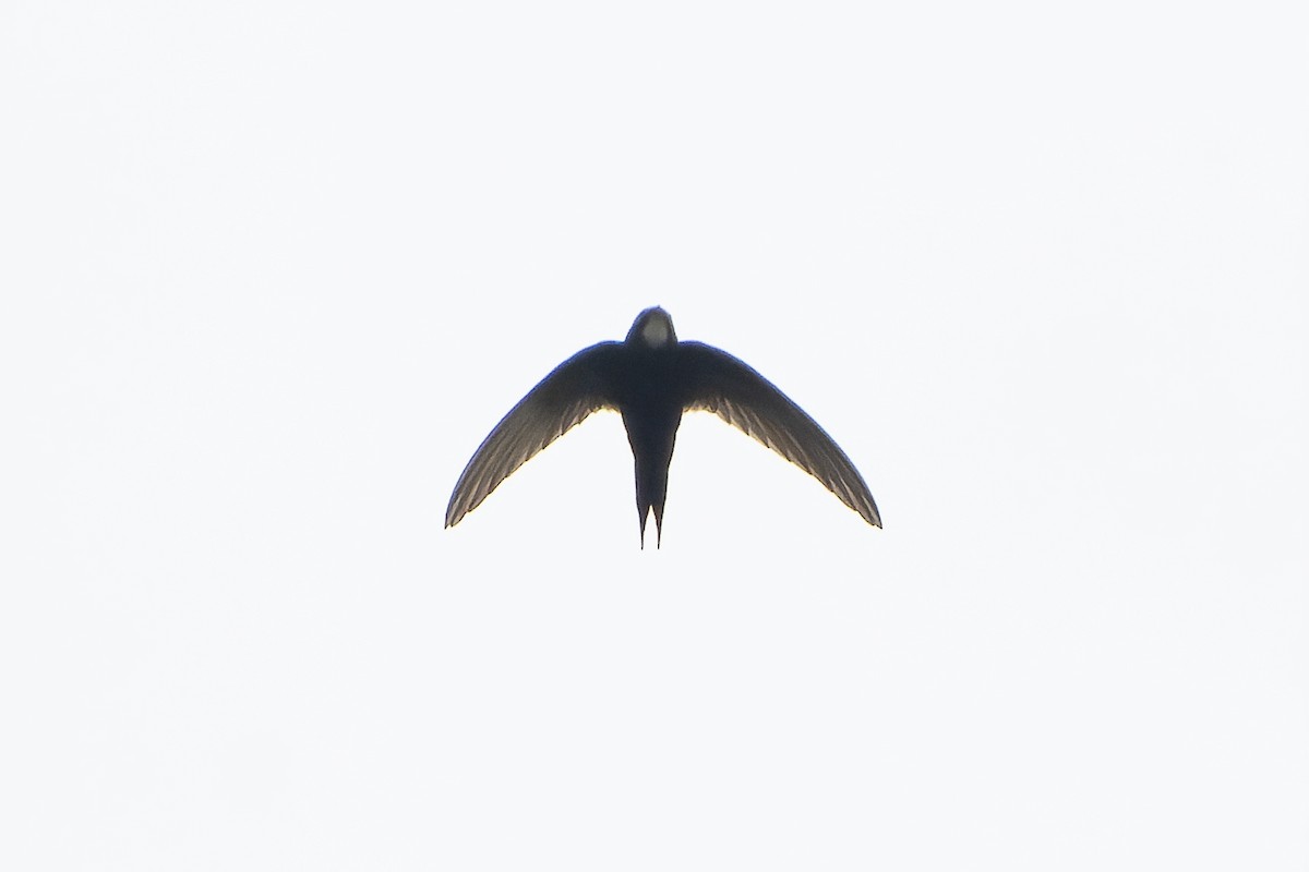 White-rumped Swift - ML646694718