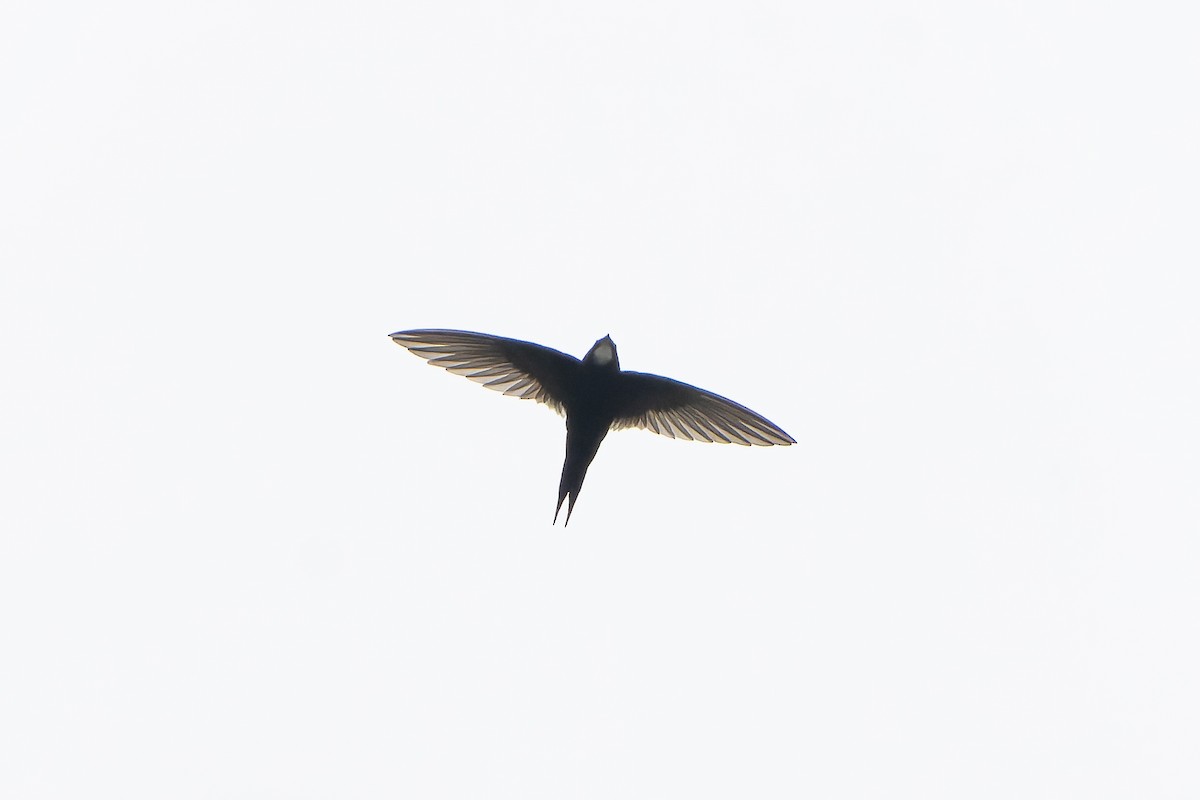 White-rumped Swift - ML646694719