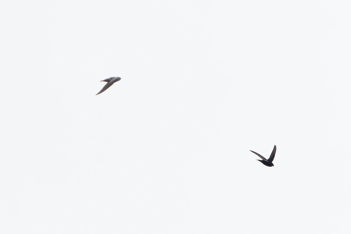 White-rumped Swift - ML646694720