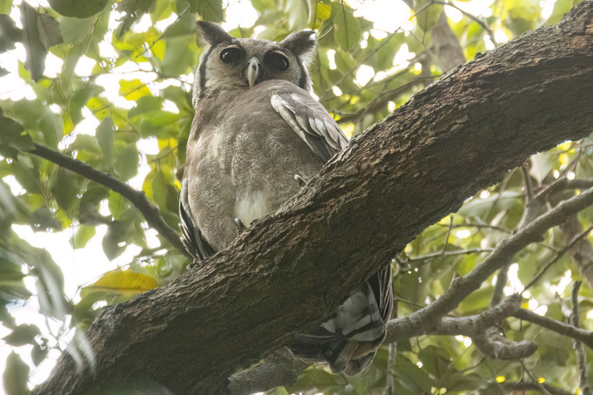Verreaux's Eagle-Owl - ML646694721