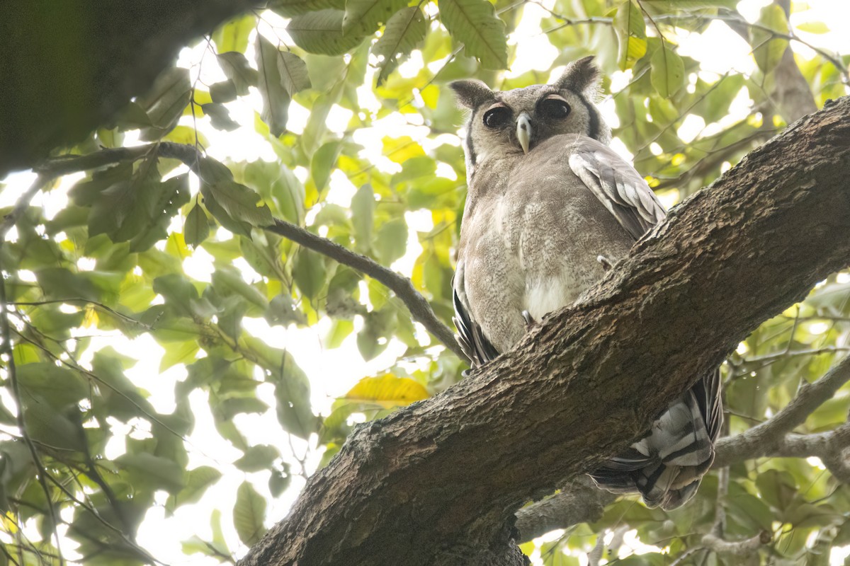 Verreaux's Eagle-Owl - ML646694722