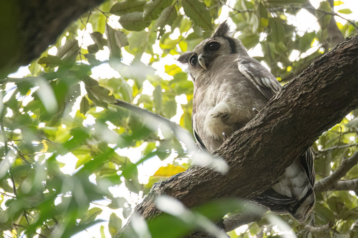 Verreaux's Eagle-Owl - ML646694723
