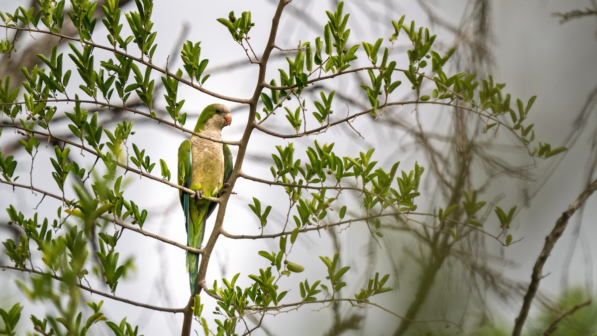 オキナインコ - ML646694724
