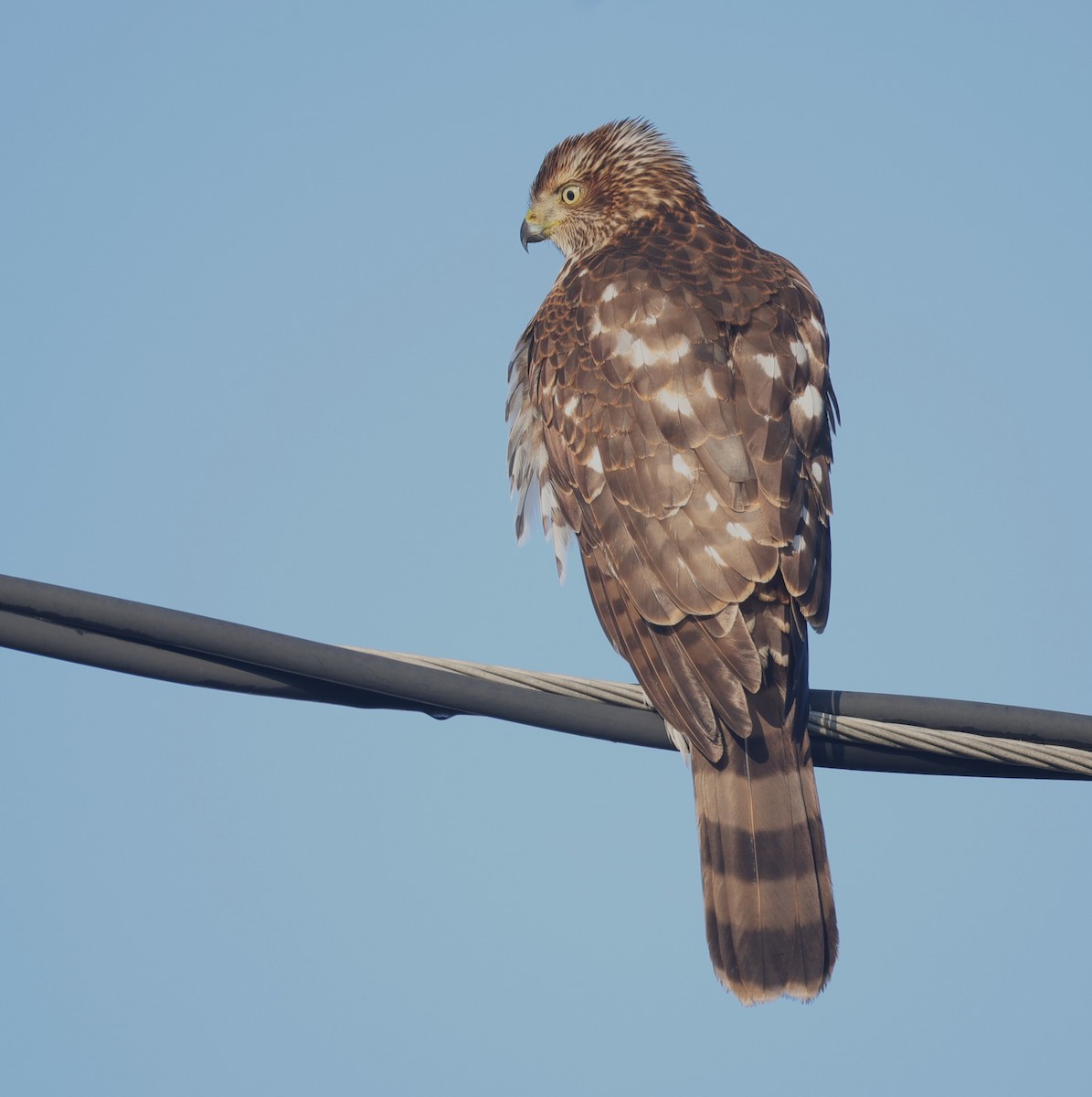 jestřáb americký - ML646694726