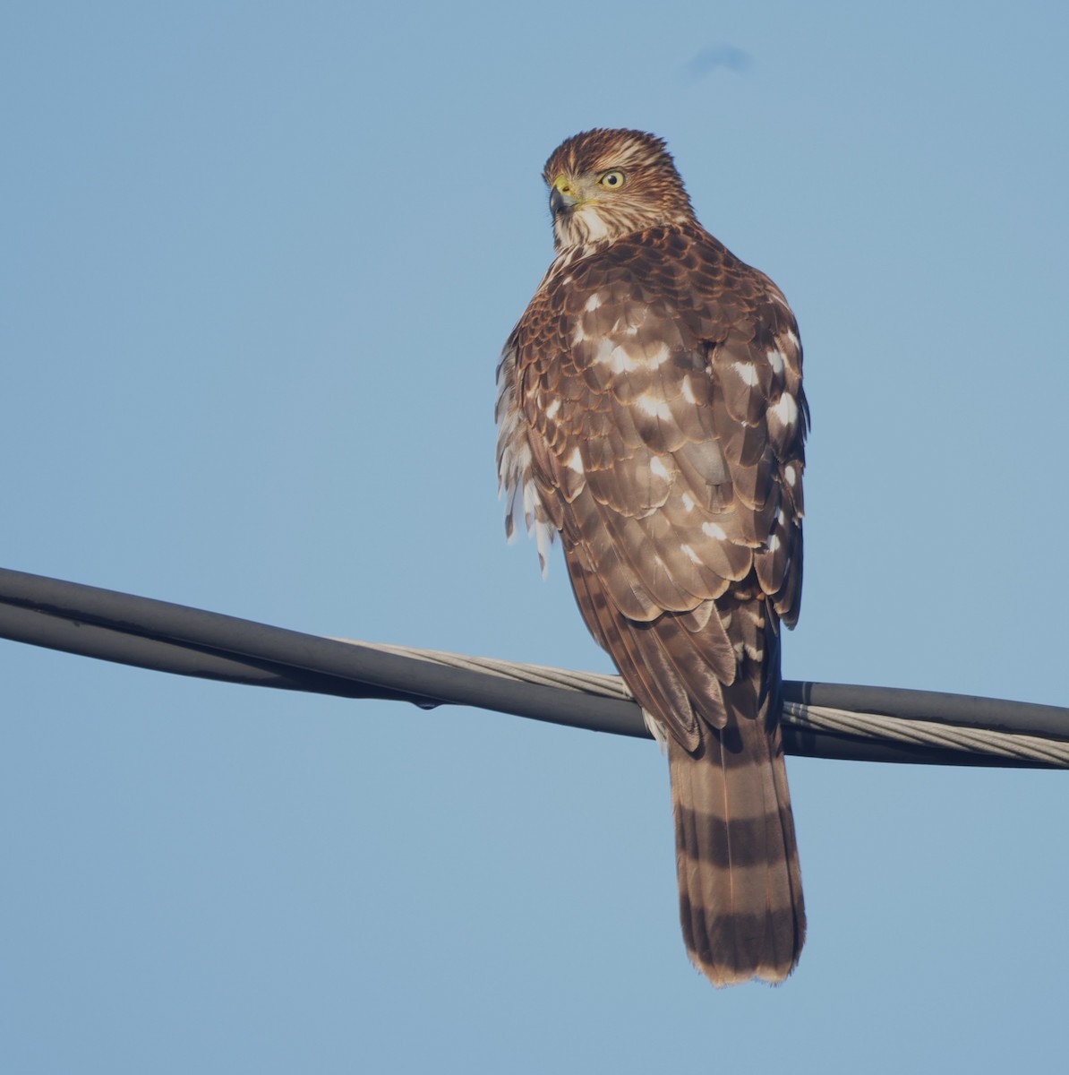 jestřáb americký - ML646694727