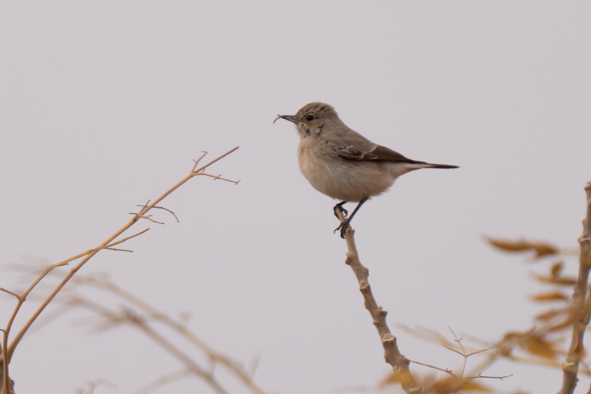 Felsensteinschmätzer - ML646694728