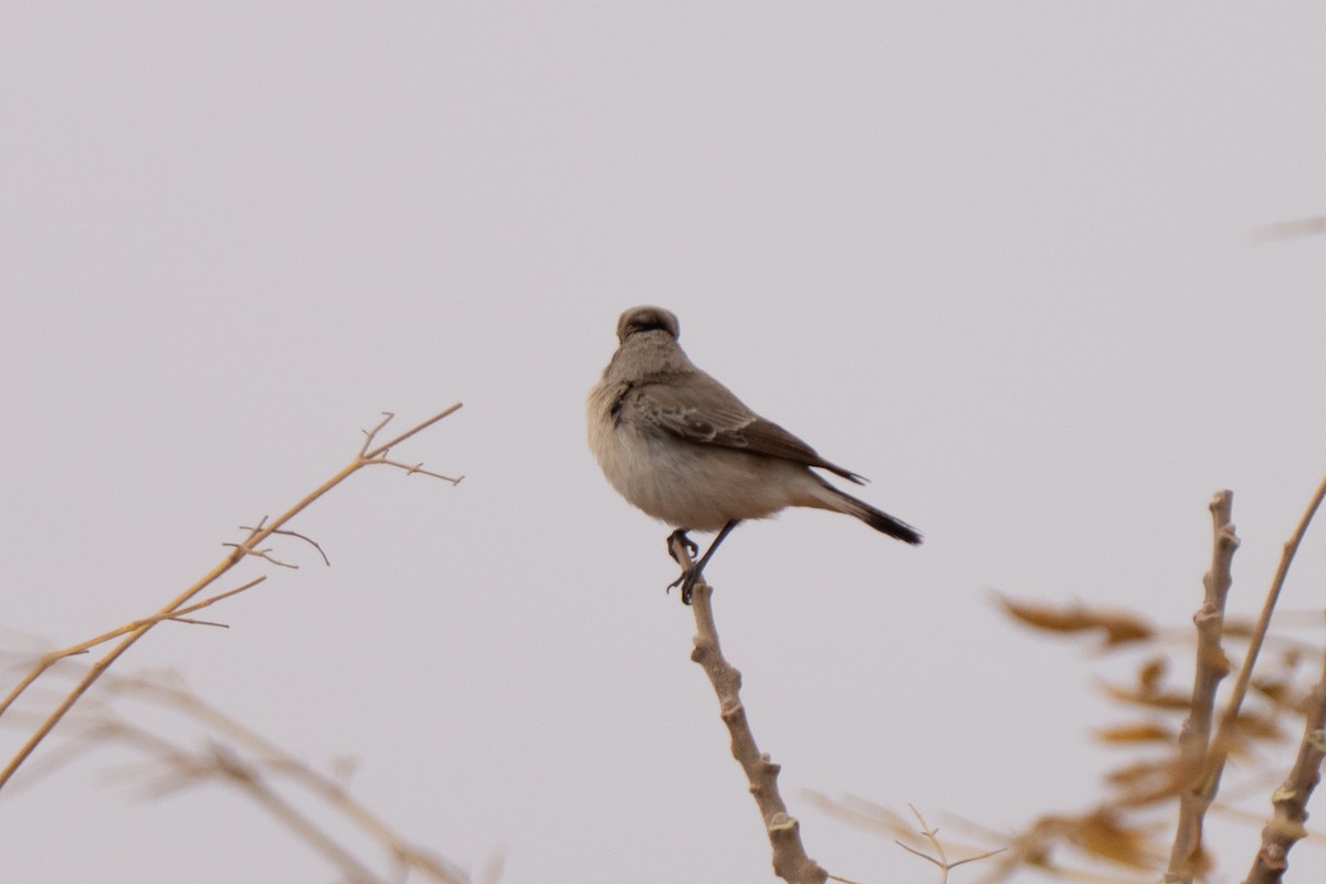 Felsensteinschmätzer - ML646694729