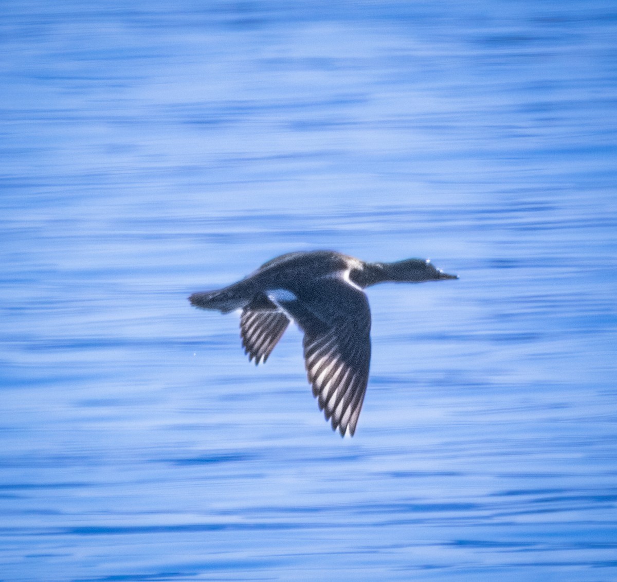 赤膀鴨 - ML646694734