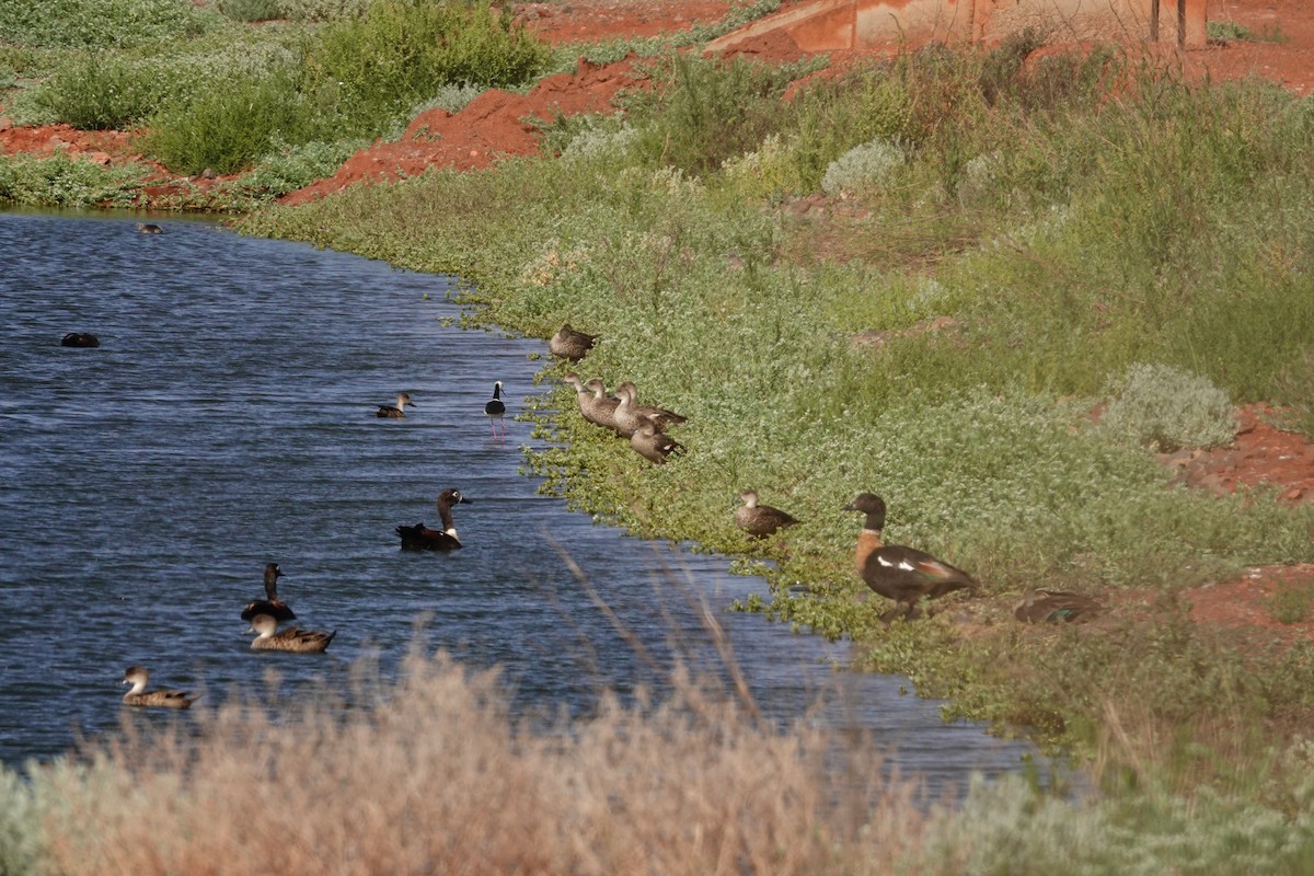 Australian Shelduck - ML646694735