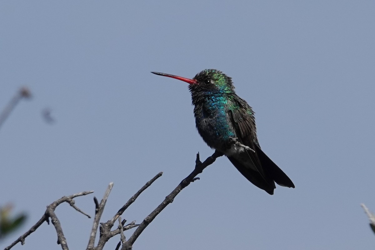 Colibrí Piquiancho Común - ML646694736