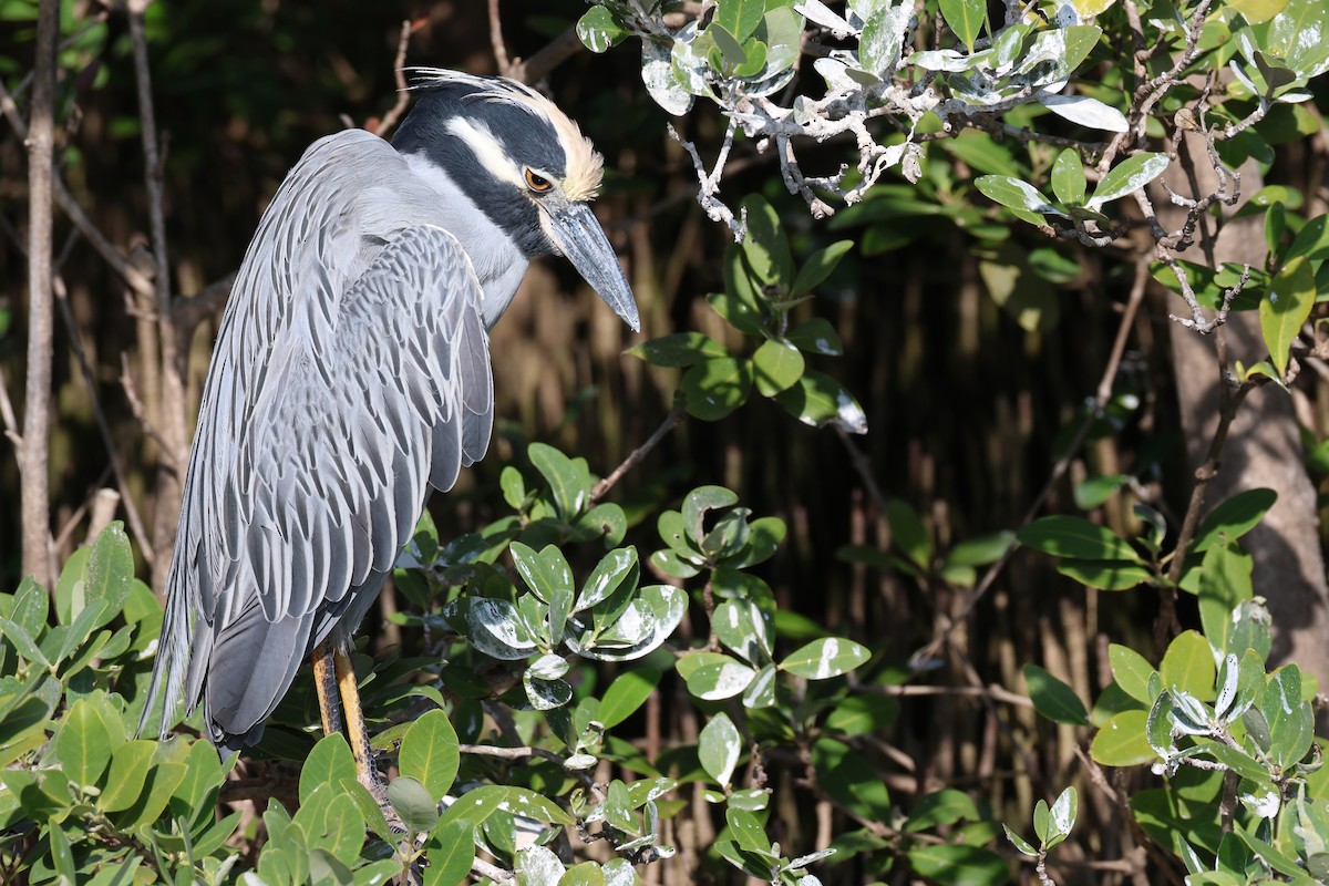 シラガゴイ - ML646694737