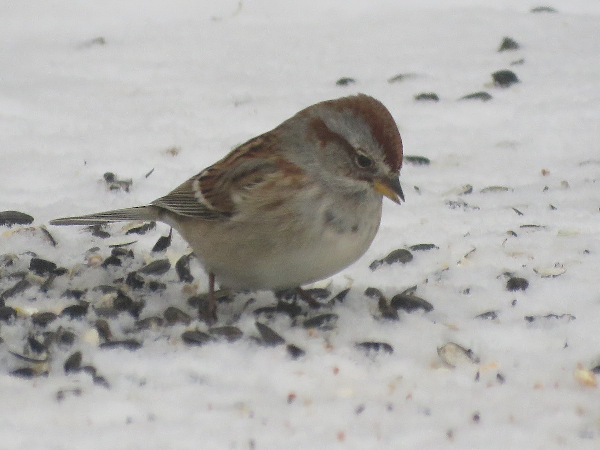 American Tree Sparrow - ML646694738