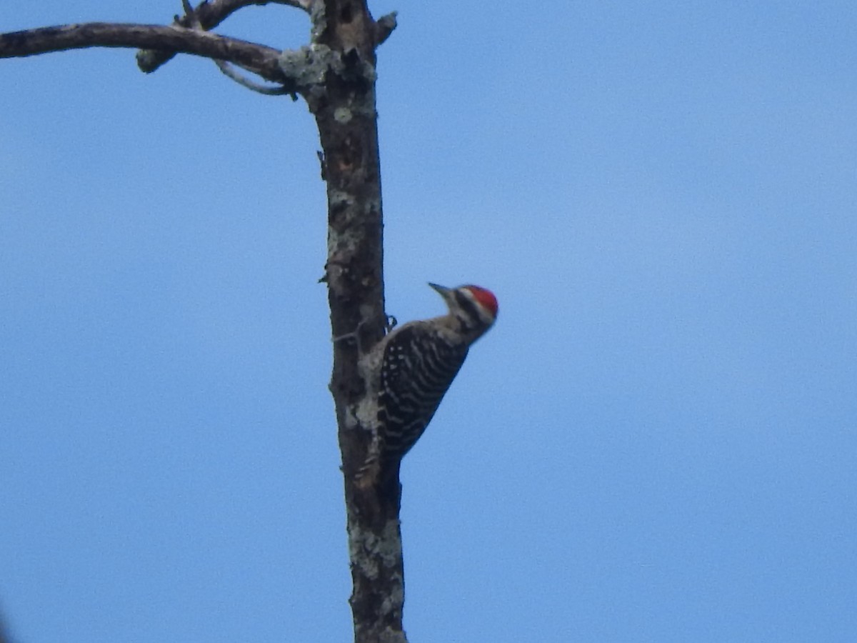 Ladder-backed Woodpecker - ML646694739