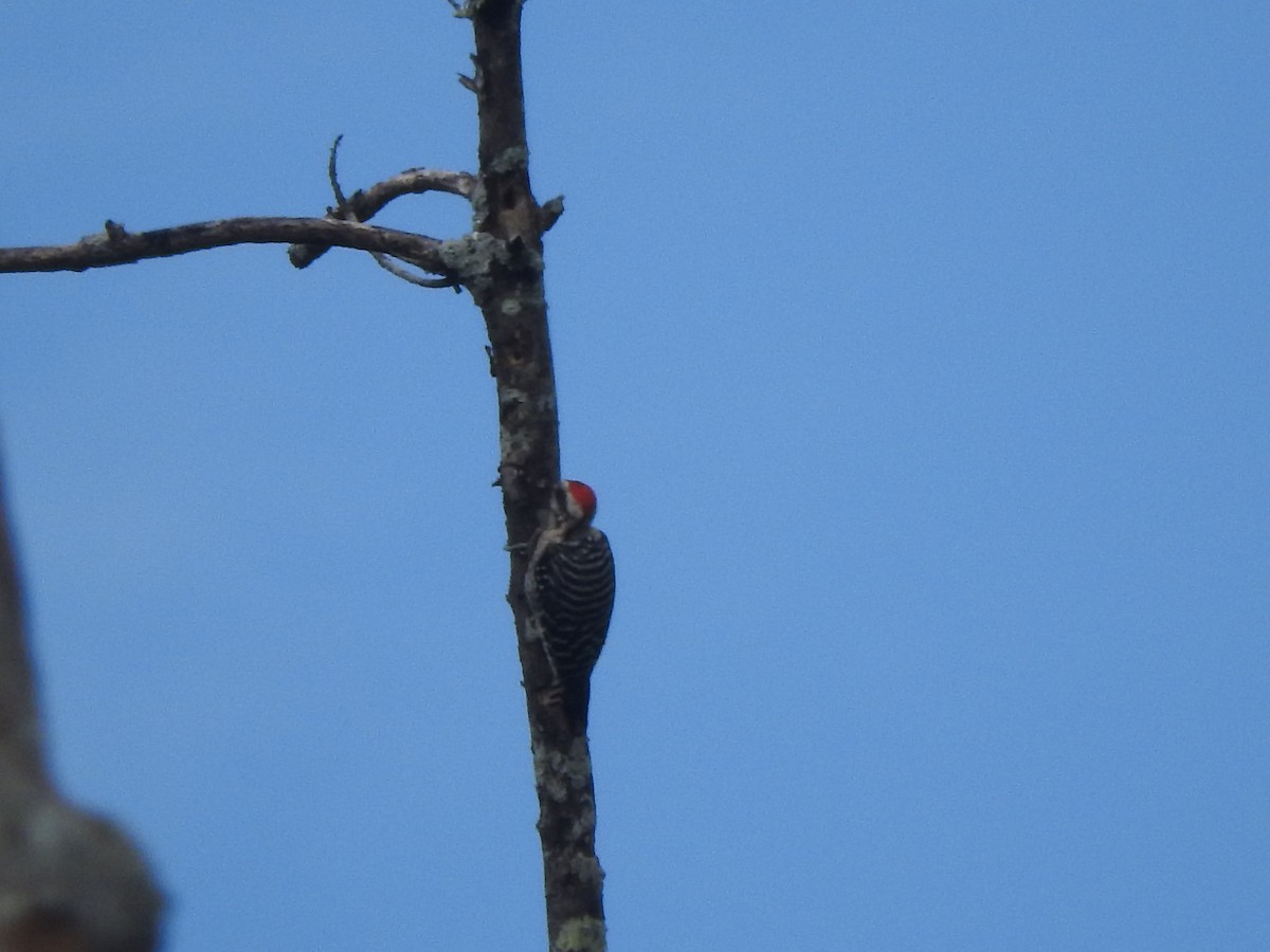 Ladder-backed Woodpecker - ML646694740