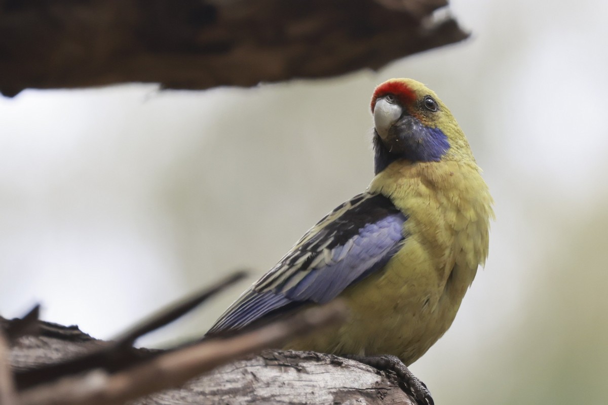 Crimson Rosella (Yellow) - ML646694741