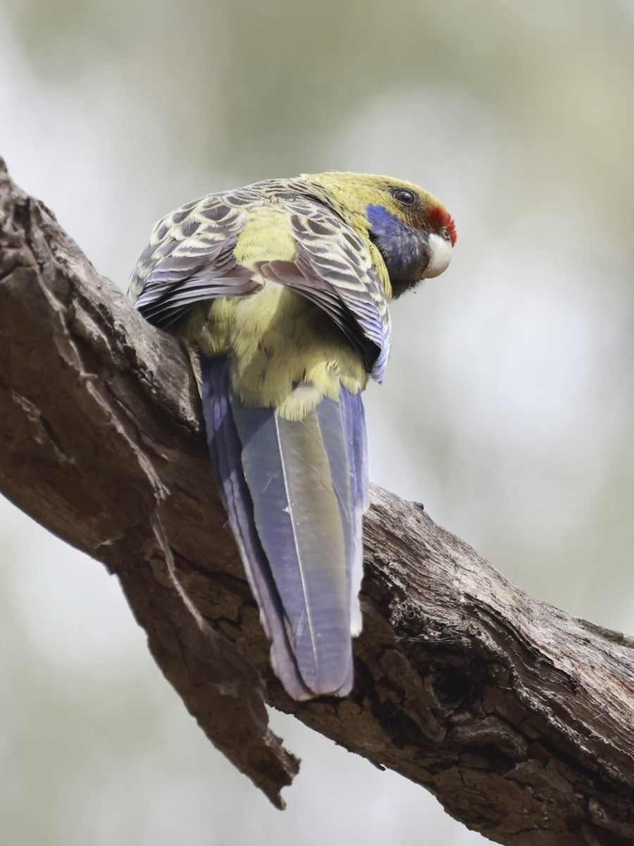 Crimson Rosella (Yellow) - ML646694742