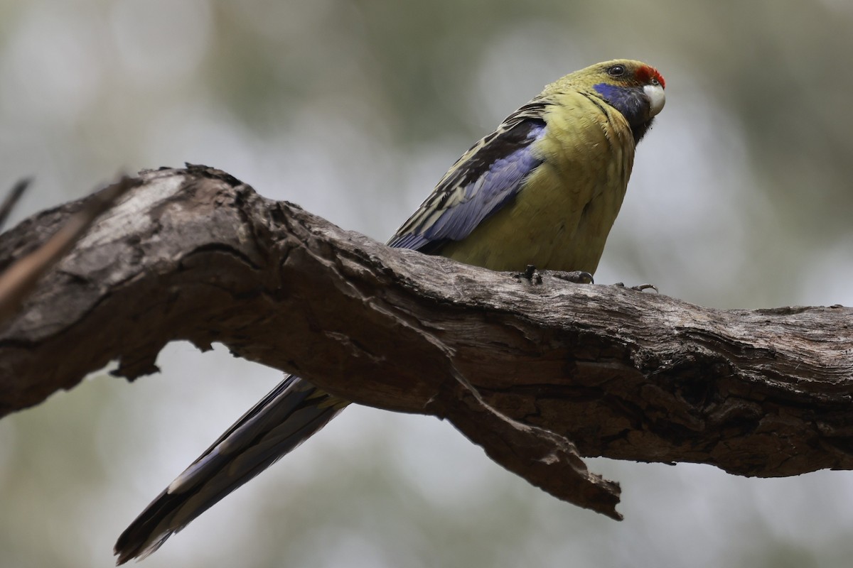 Crimson Rosella (Yellow) - ML646694743