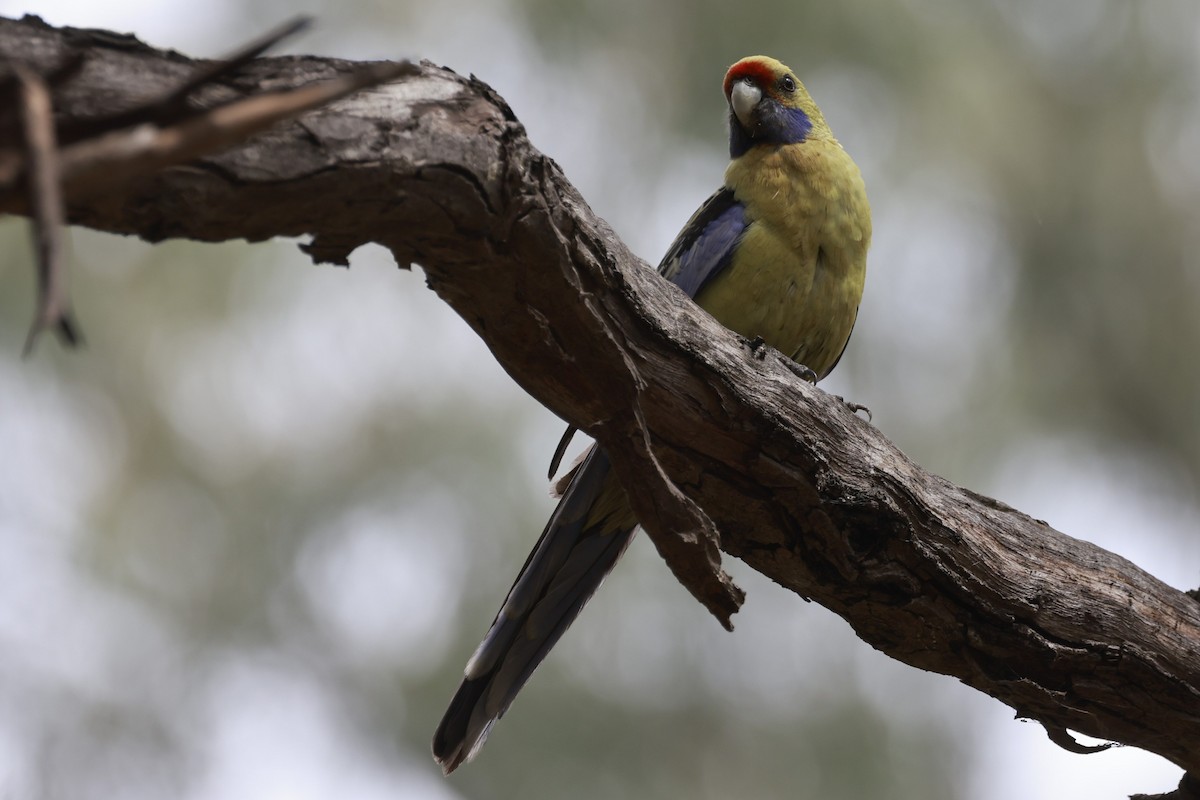 Crimson Rosella (Yellow) - ML646694744