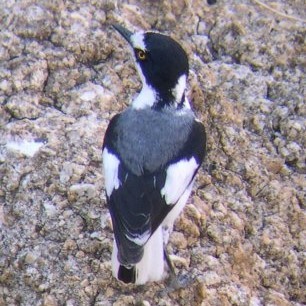 White-tailed Shrike - ML646694745