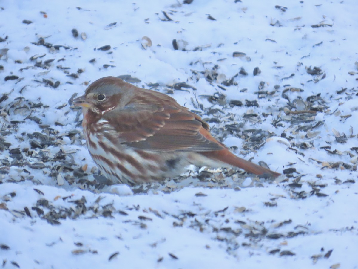 Fox Sparrow - ML646694746