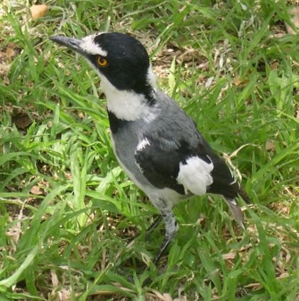White-tailed Shrike - ML646694748