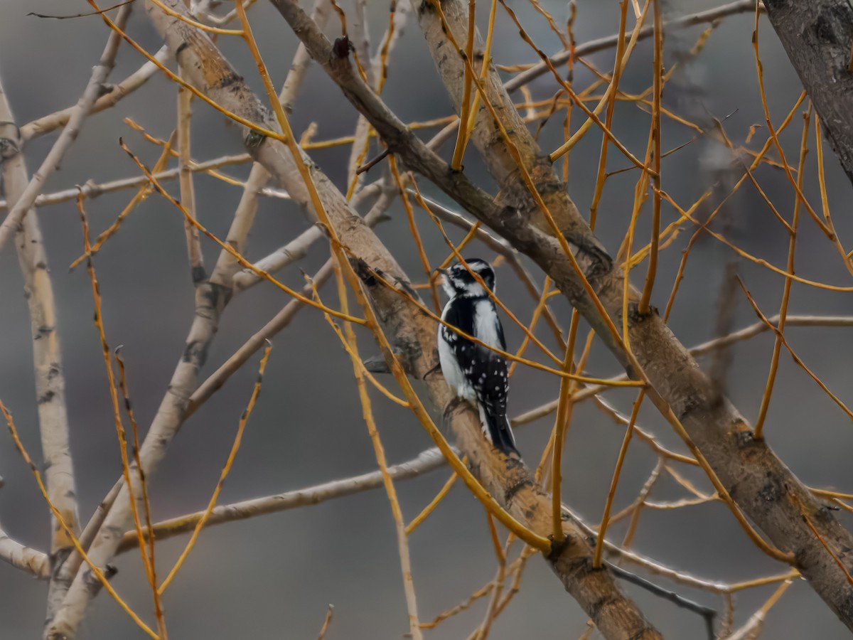 Downy Woodpecker - ML646694750