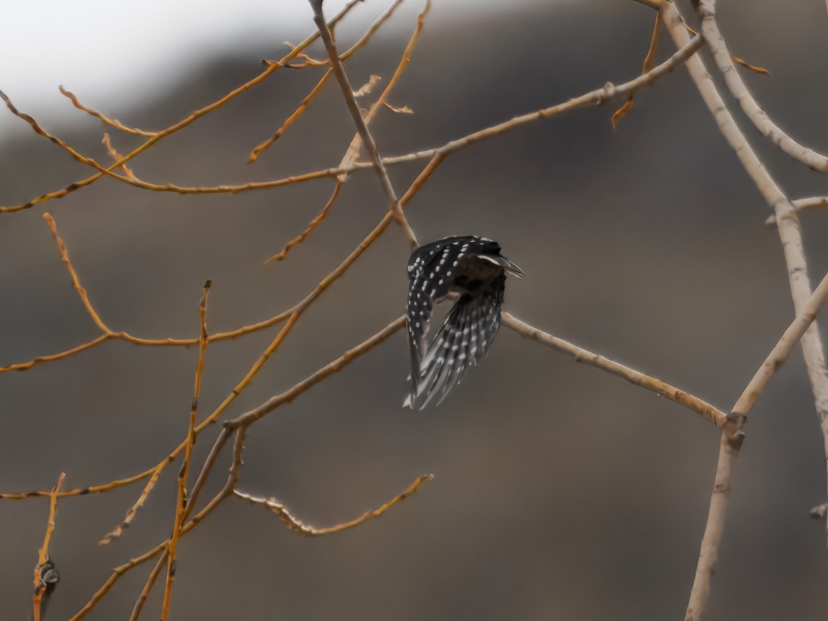 Downy Woodpecker - ML646694751