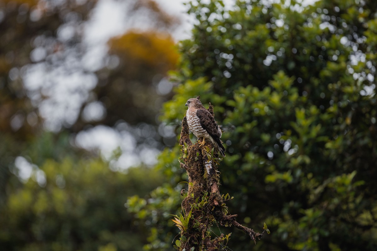 Broad-winged Hawk - ML646694752