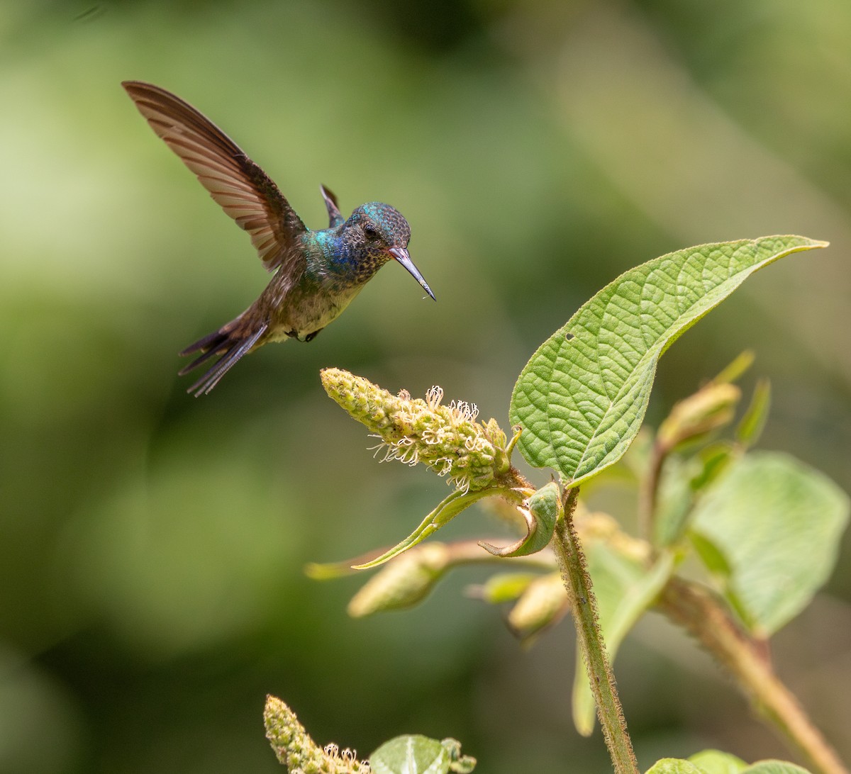 White-chinned Sapphire - ML646694753