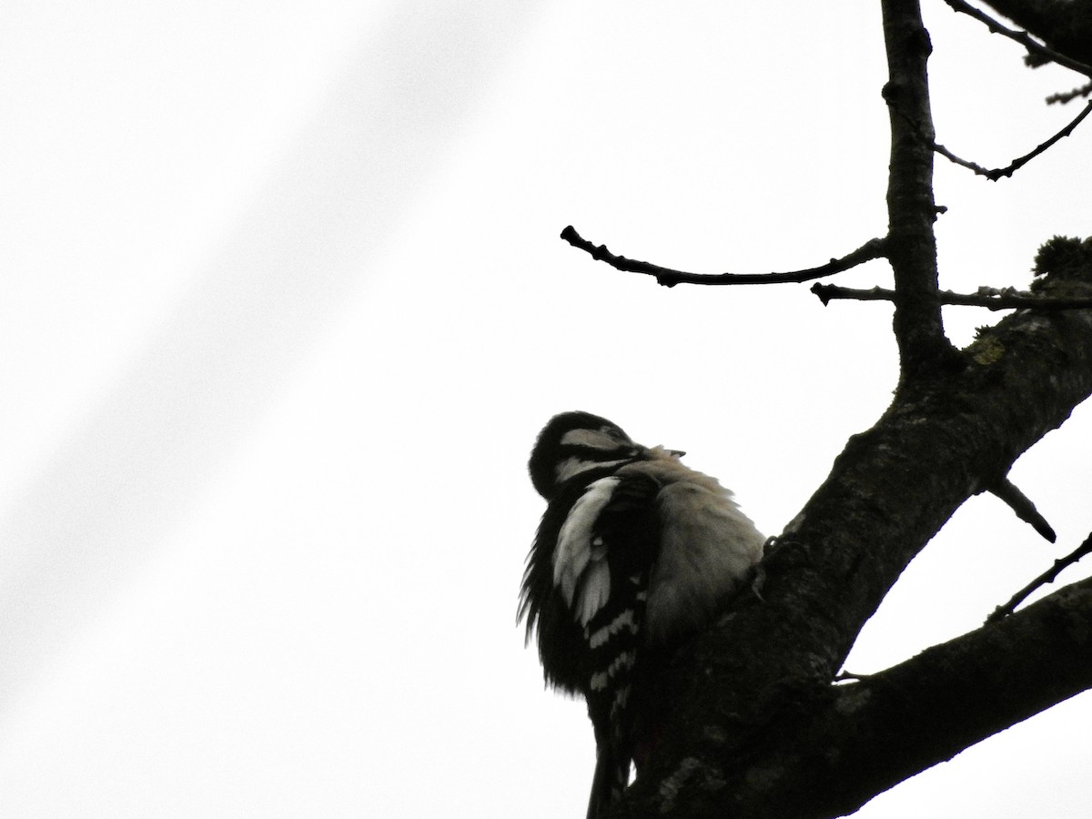 Great Spotted Woodpecker - ML646694754