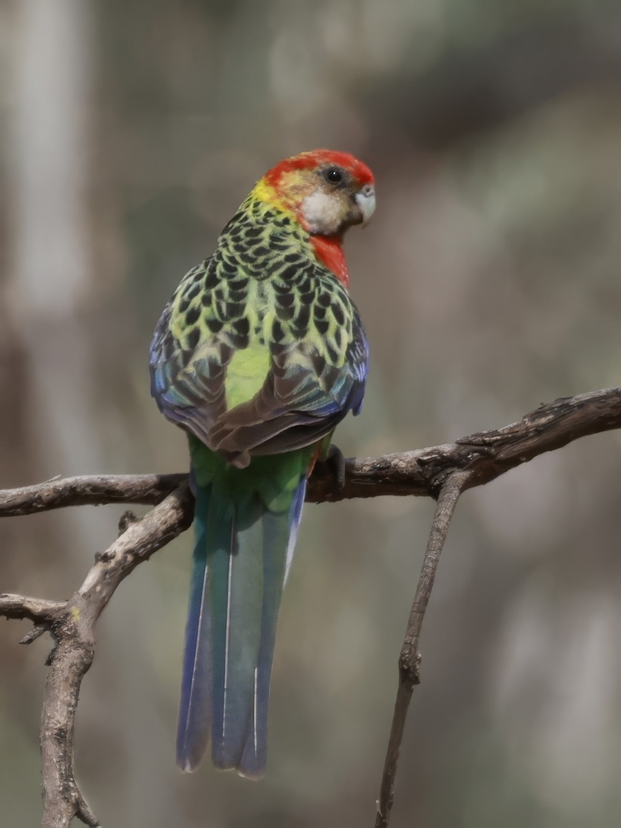 Eastern Rosella - ML646694755