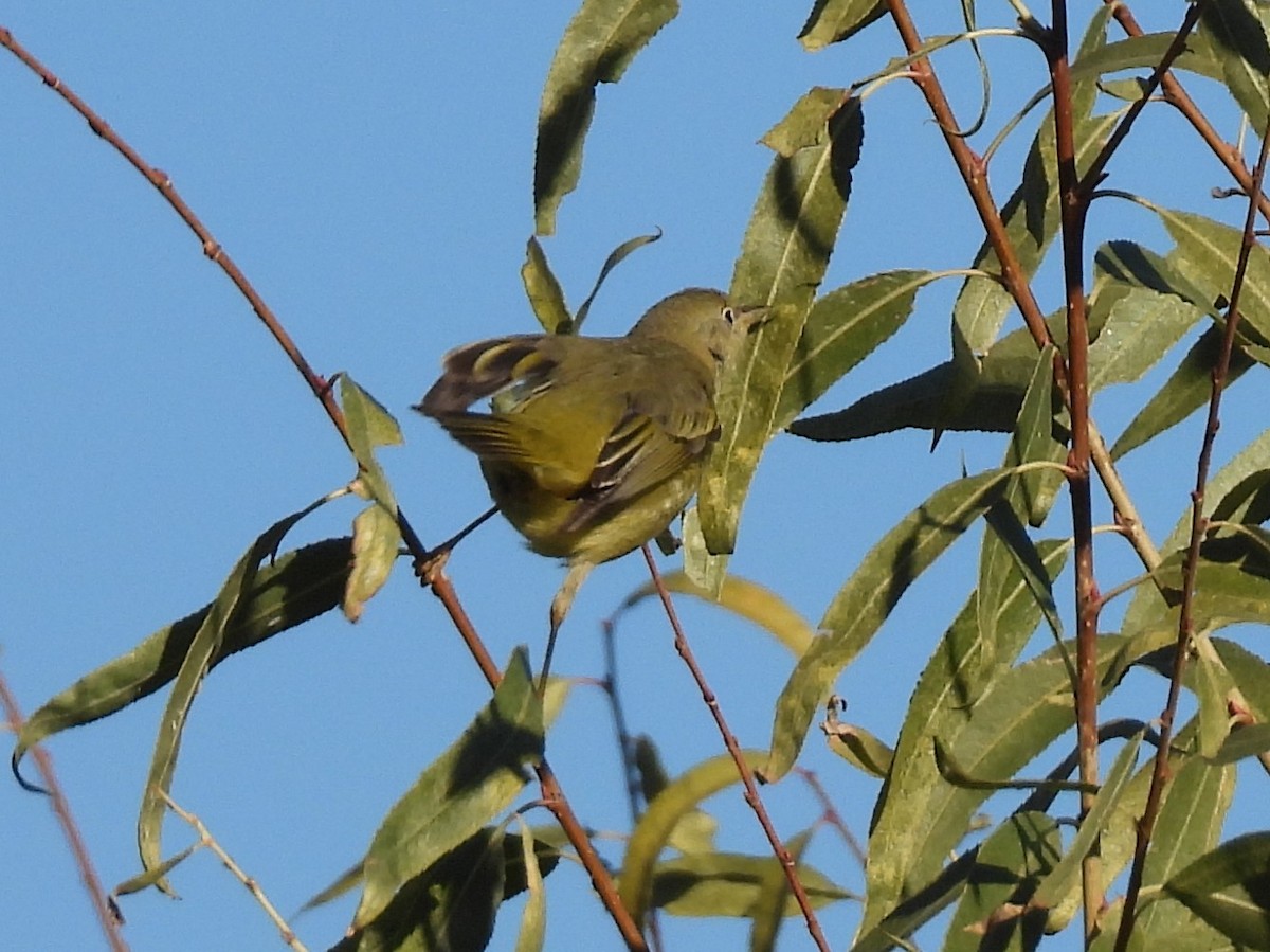 Orange-crowned Warbler - ML646694756