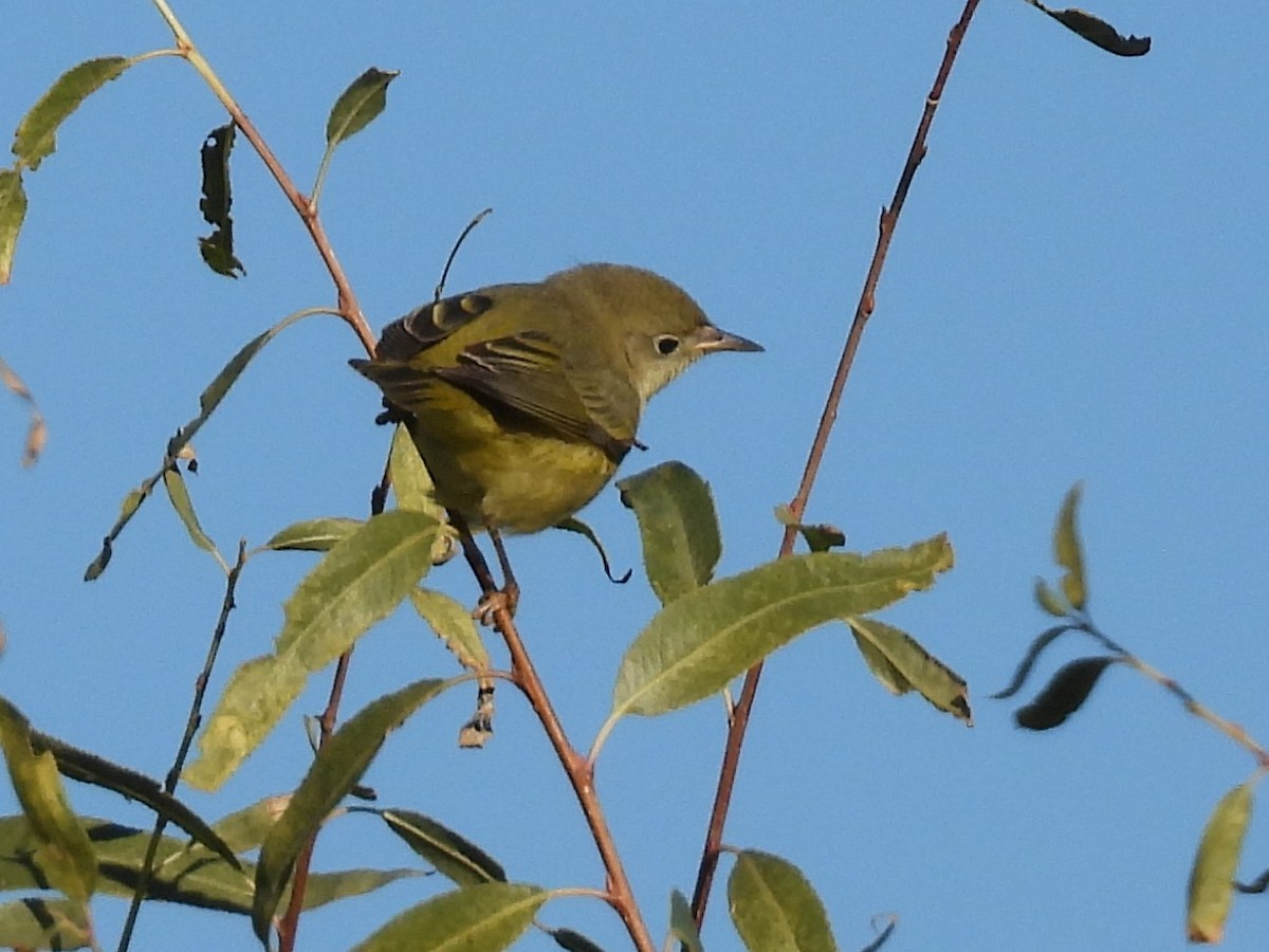 Orange-crowned Warbler - ML646694757