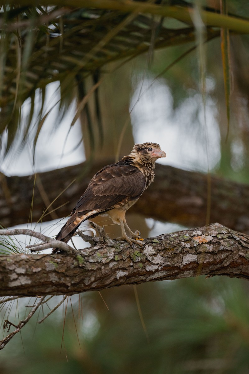 Yellow-headed Caracara - ML646694758