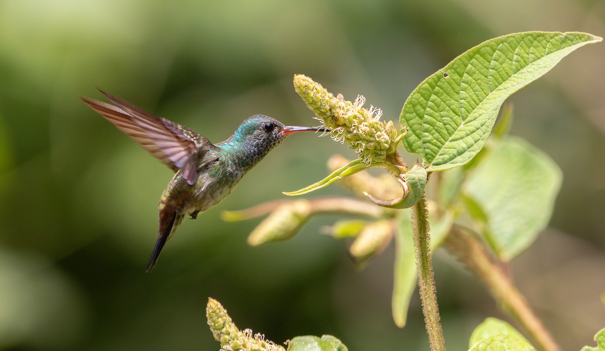 White-chinned Sapphire - ML646694759