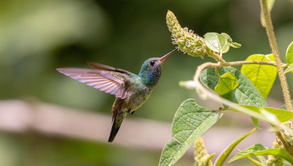 White-chinned Sapphire - ML646694760