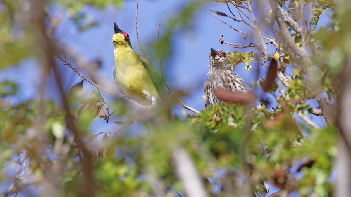 Australasian Figbird - ML646694761