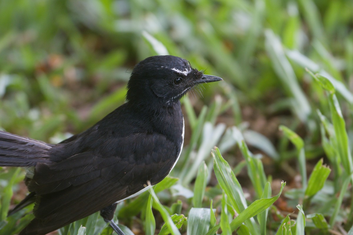 Willie-wagtail - ML646694762