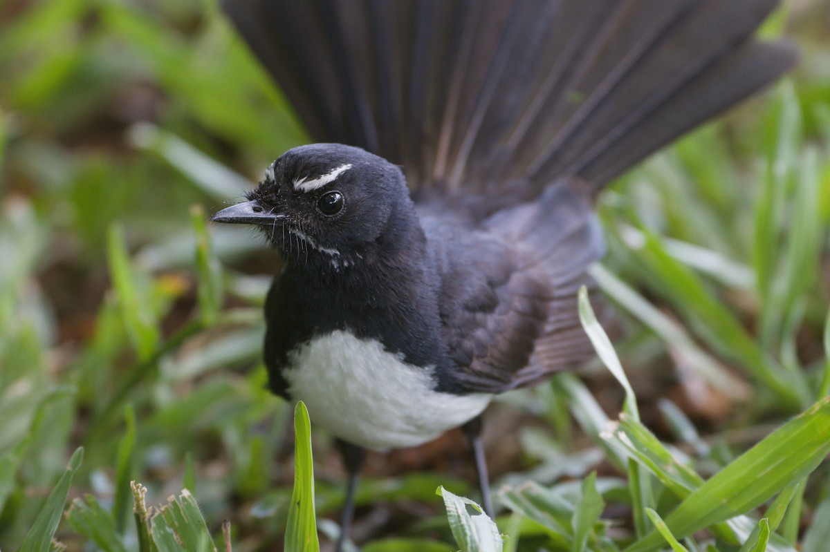 Willie-wagtail - ML646694763