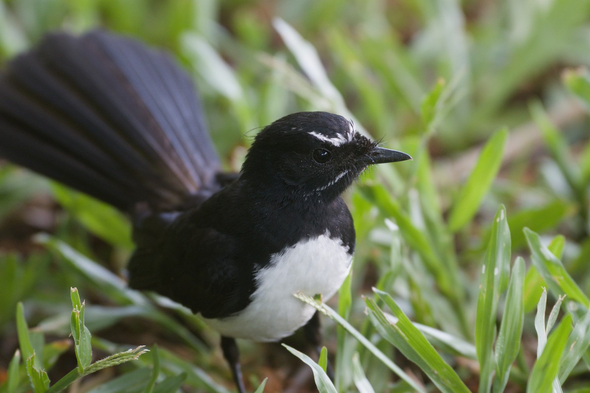 Willie-wagtail - ML646694764