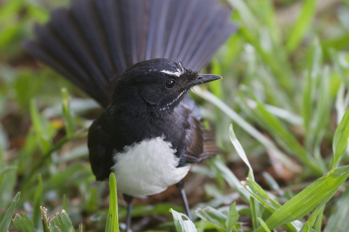 Willie-wagtail - ML646694765