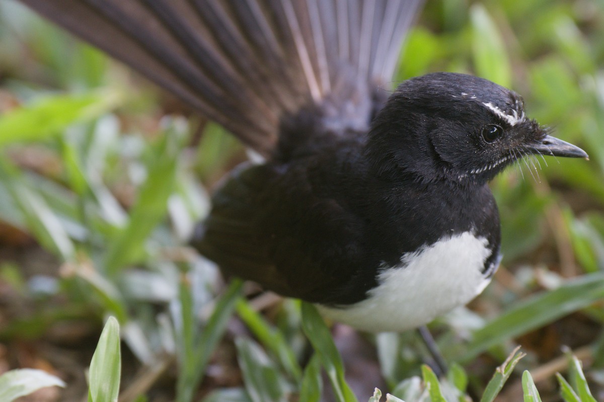 Willie-wagtail - ML646694766