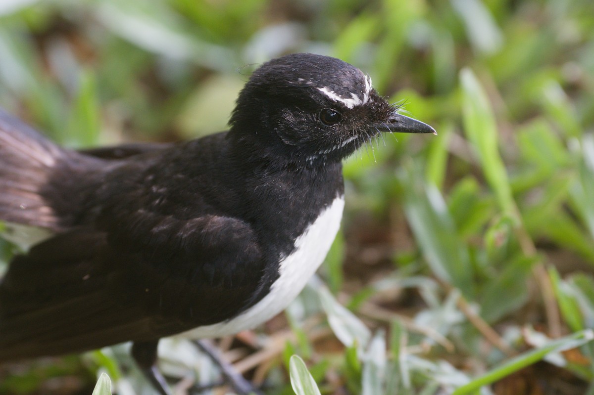 Willie-wagtail - ML646694767