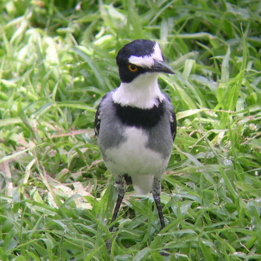 White-tailed Shrike - ML646694768