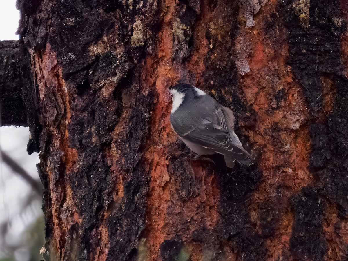 White-breasted Nuthatch - ML646694769