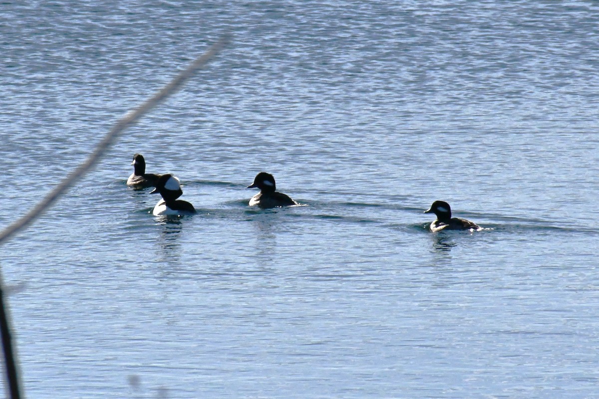 Bufflehead - ML646694778