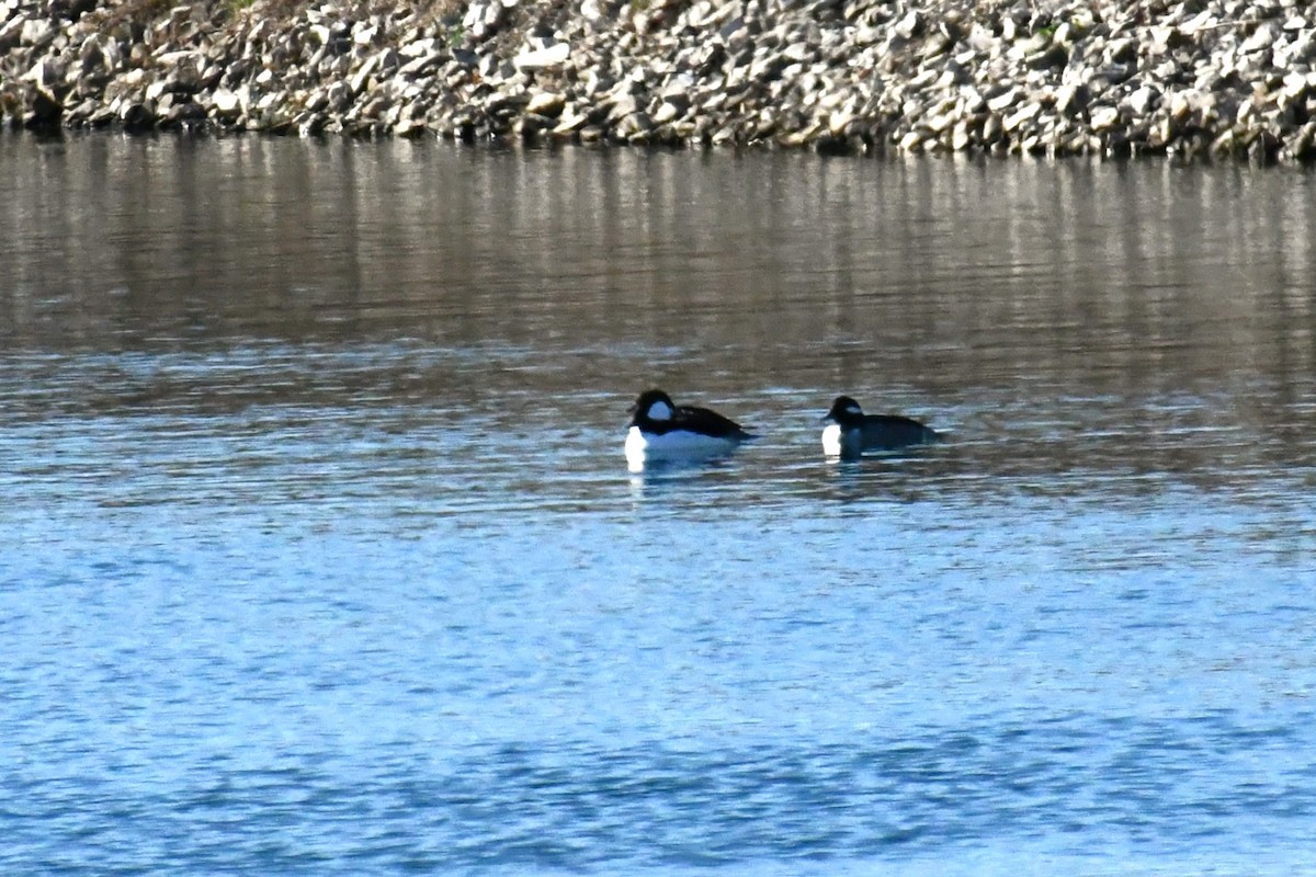 Bufflehead - ML646694779